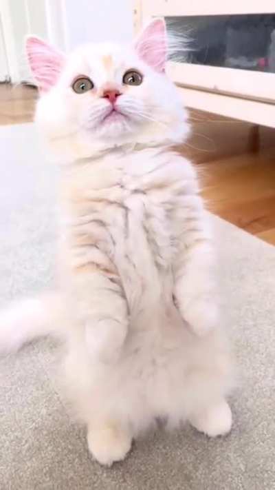 Cat.