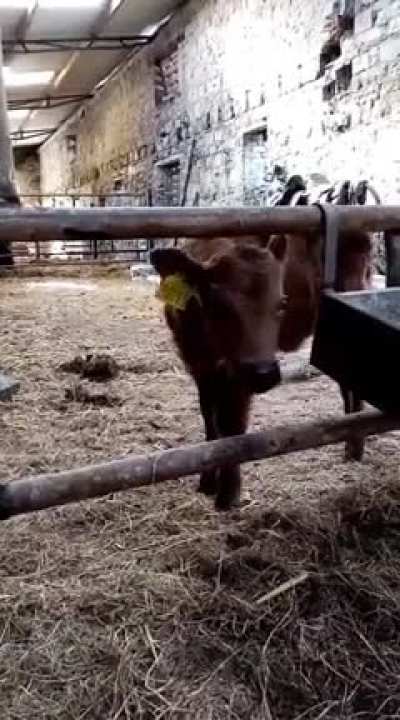 Looks like we&rsquo;ll need to calf-proof this gate&hellip;