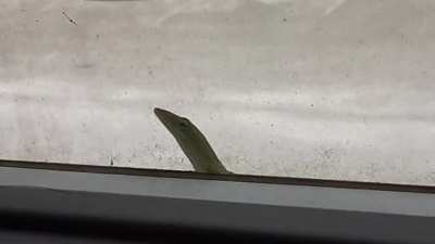 Hello there, my Argonian friend...