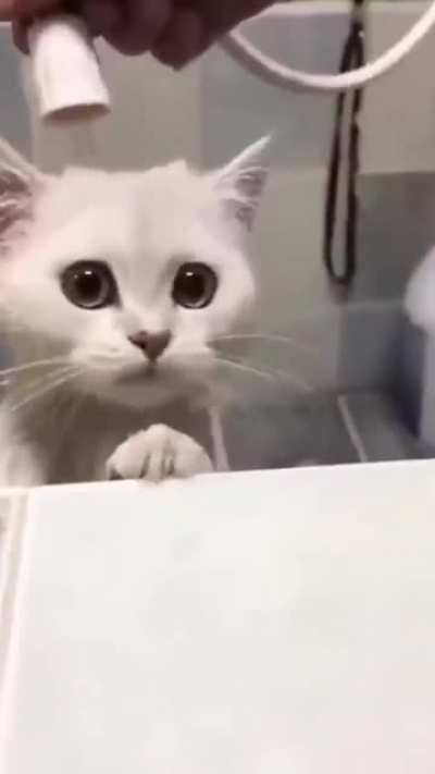 "Haaalp!"