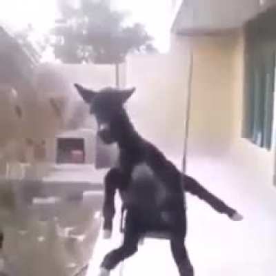 Goat swing😃