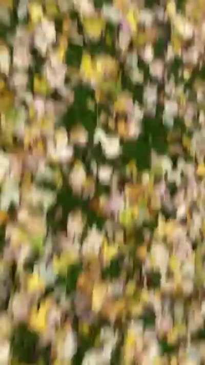 My dog Mazie, she&rsquo;s really fast