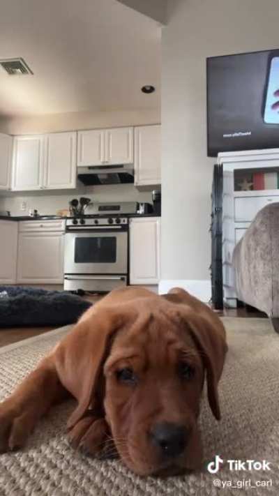 Watching the puppy