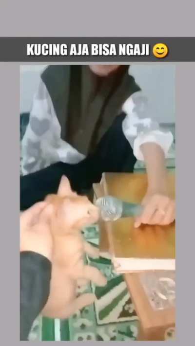 Bune la kedi kuran okuyor t&ouml;be t&ouml;be