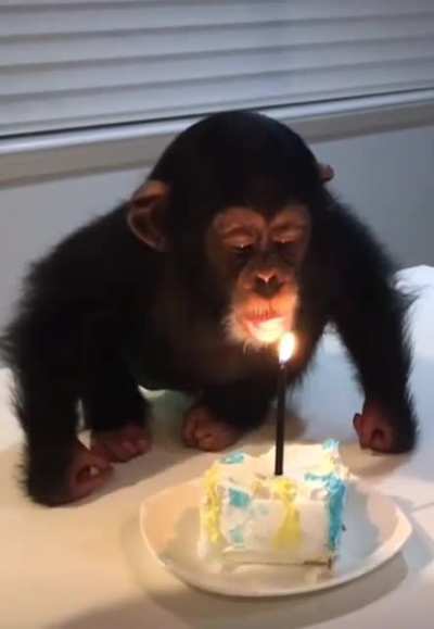 sad monke