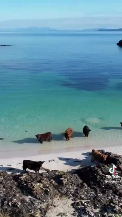 Coos on holiday