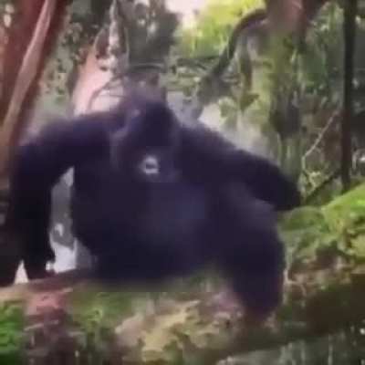 Monke Depr&eacute;sso