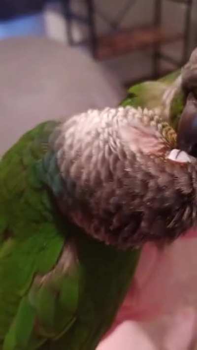 Green Cheek Conure couple &hearts;️