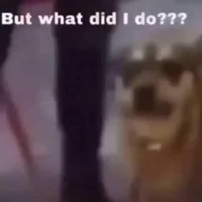 Woman insults dog