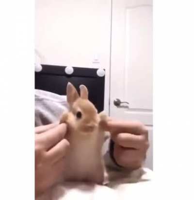 Bunny
