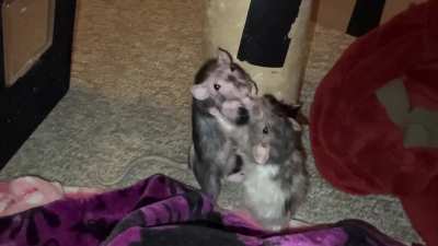 RIP Raisin - you were the best little rat and I love you 💔