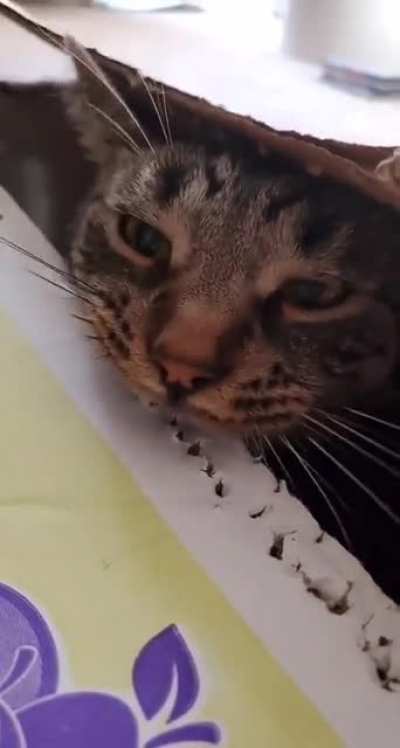 Кошачий антистресс