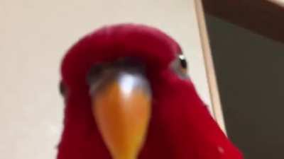 Guacamayo Pedo