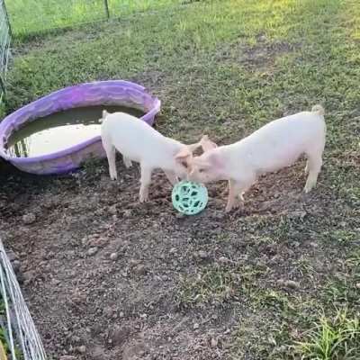 Barney and Fife playing with a ball