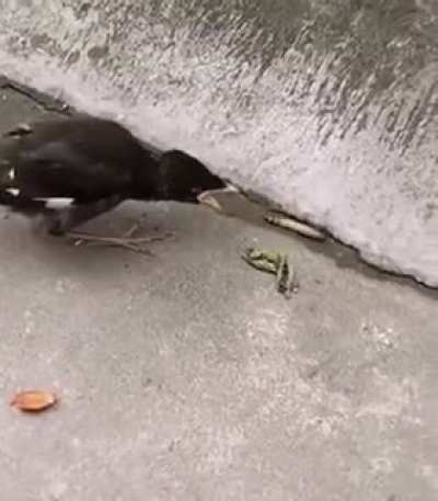 Millennial bird expects to be served on a silver plate
