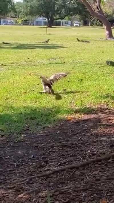 Tony Hawk Snake