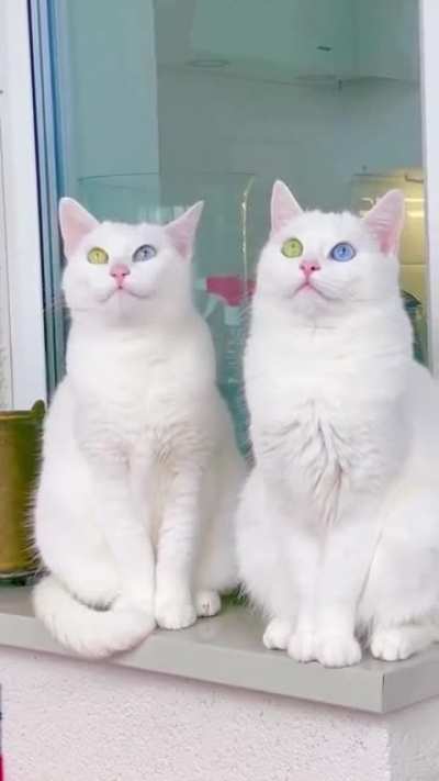 Gorgeous identical twin cats