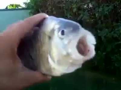 Blursed_fish