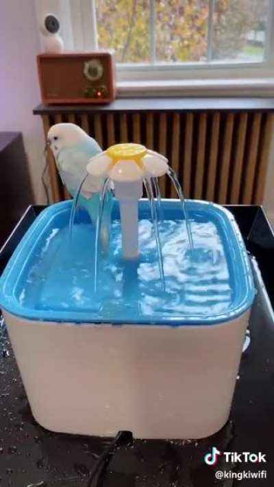 Birb Takes A Smol Bath