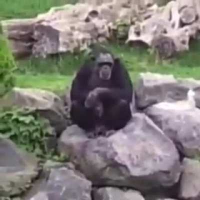Nazi monke