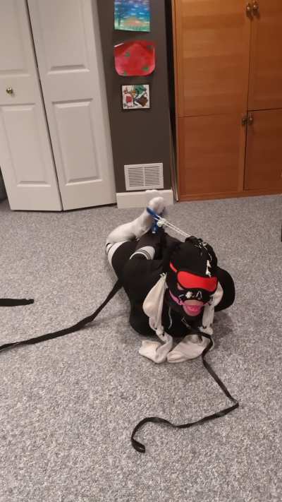 I really enjoyed this hogtie
