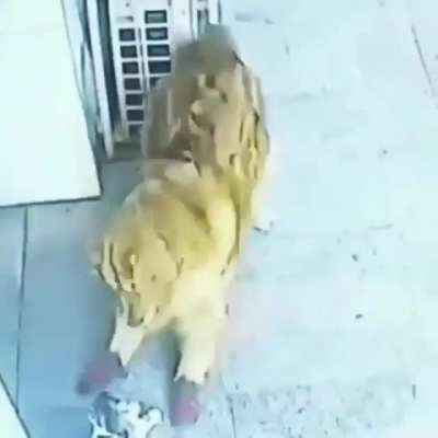 Gato cae del cielo, noquea a un hombre y pelea con perro con zapatos