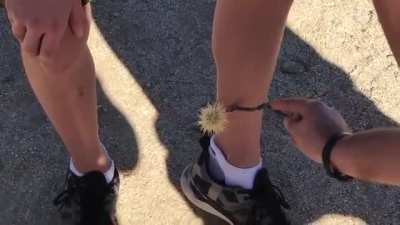 WCGW getting this cactus stem unstuck