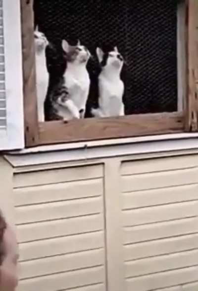 The most passionate audience 