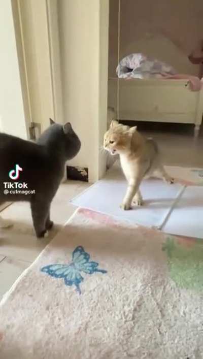 cats fighting for no reason