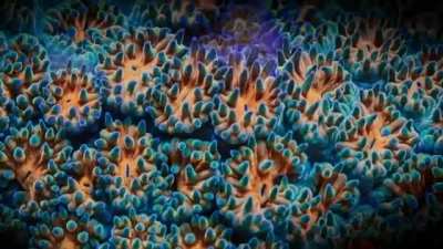 psychedelic colours of this coral reef