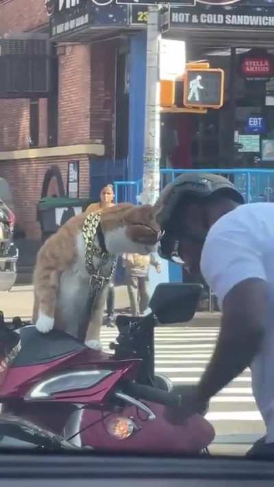 Coolest in the town