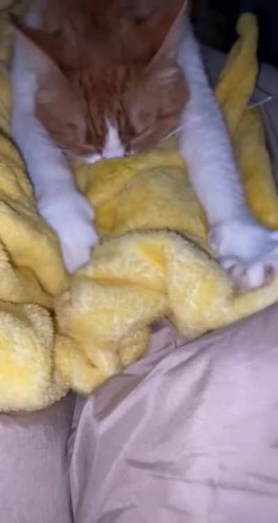 My adult cat is copying my kitten.. never seen this in my life. She&rsquo;s never sucked on a blanket before or needed it like this until the kitten did it. I&rsquo;ve had her almost 3 years
