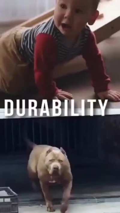 🐕