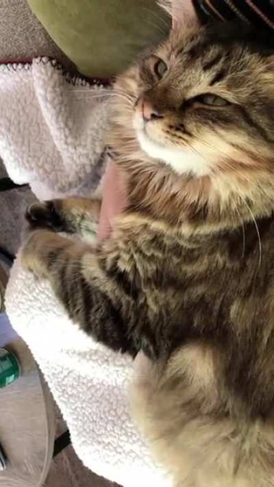 Air biscuits and squinty love eyes while I rub his chest🥺 We don&rsquo;t deserve these sweet creatures