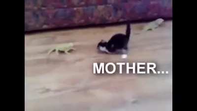 Lizard does a big spook
