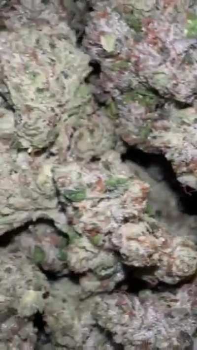 OG KUSH 💨