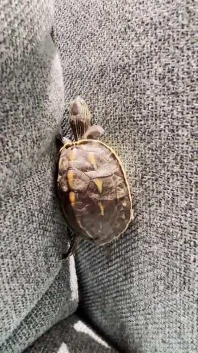 My new turtie wouldn't eat but keep doing ninja turtle training on the couch... How do I make him eat?