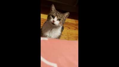 MEEOW AT 4 AM (credits to u/Friendly_neighbor1)