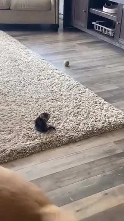 Спокойный Котик