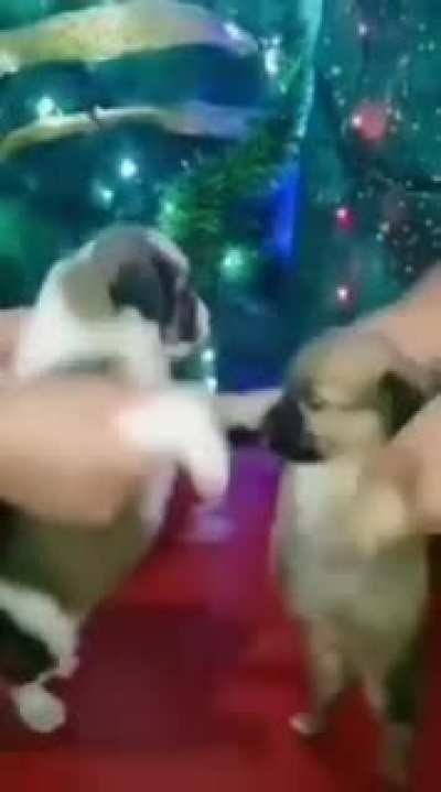 Que bonito