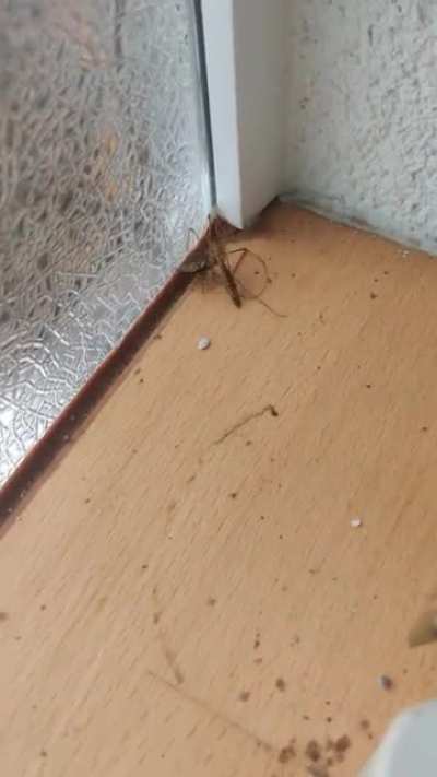 Sneaky Attack