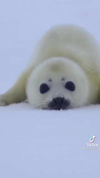 I want to be friends with it