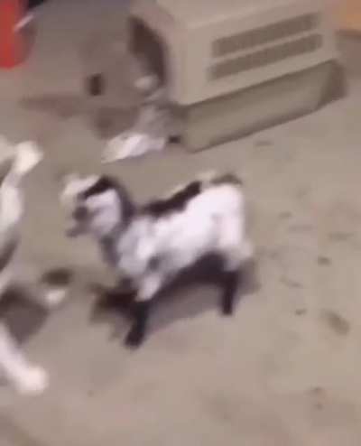 Goat runs for its life