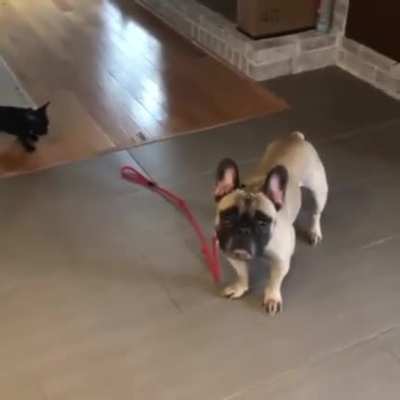 &ldquo;Come on dad! We need to go for a walk! DAD!&rdquo;
