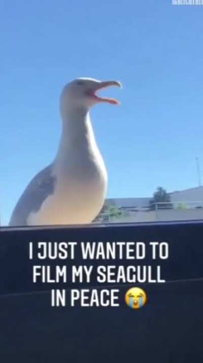 Seagull jumpscare