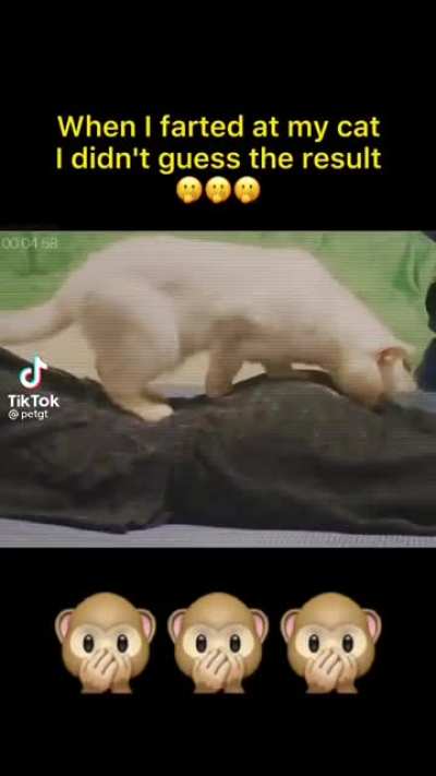 Lmao cat go 🤣🤣🤣🤣🤣