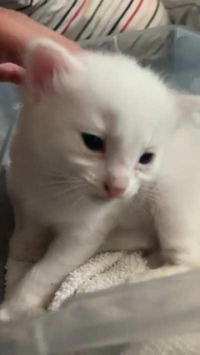 Cute tiny meows from the kitten I found &amp;amp; brought to a rescue for adoption