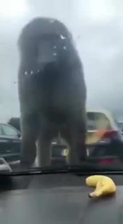 What da monky doin