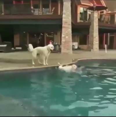 Chest bump