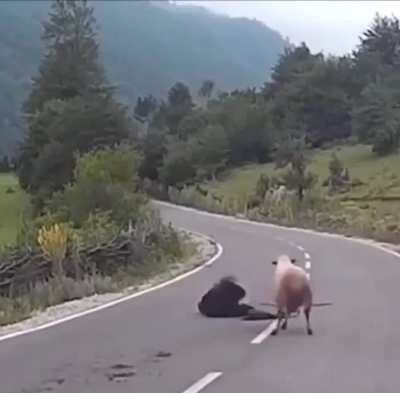 A day in the life of a shepherd.